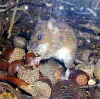 ��l�Y�~�N�ǂ񂮂肭�킦��2