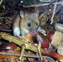 ��l�Y�~�N�ǂ񂮂肭�킦��